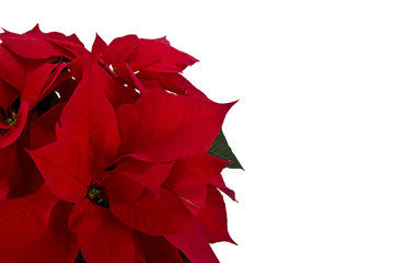 Isolated red poinsettia for Christmas background