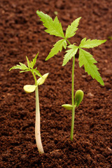 Two plants growing from soil