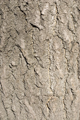 tree bark textures backgrounds
