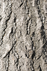 tree bark textures backgrounds