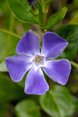 Obraz premium frühling