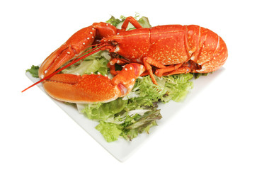 Cooked lobster on a plate of salad
