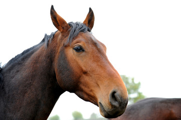 Obraz premium koń 91