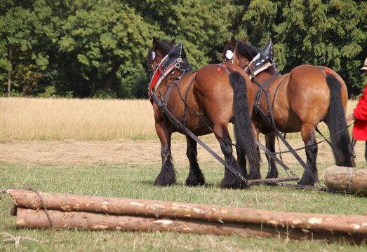 Belgische Zugpferde