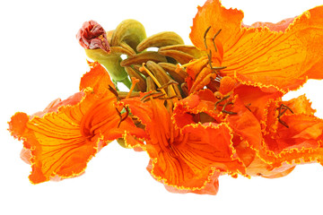fleurs orange spathodea campanulata fond blanc