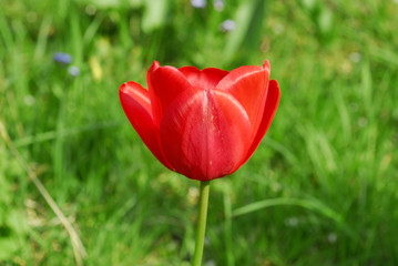 Obraz premium frühling