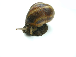 Weinbergschnecke