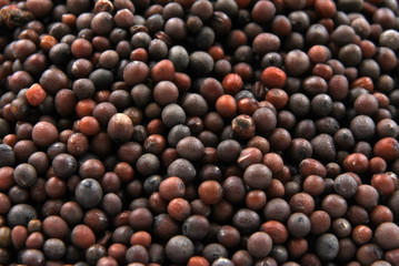 brown mustard seeds are tiny round seed
