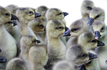 ducklings
