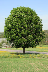 Kastanien Baum