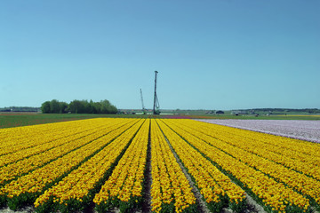A colorful field of Tulips in The Netherlands.