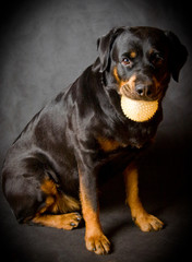Dog of breed rottweiler.