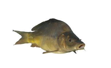carp on white background