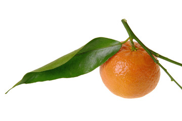 Mandarine 3
