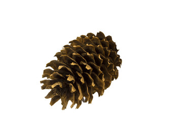 pine cones