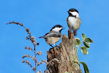 Pair of Birds on a Log