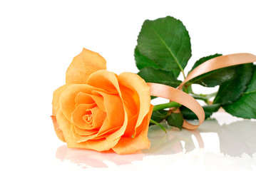 Rose with ribbon