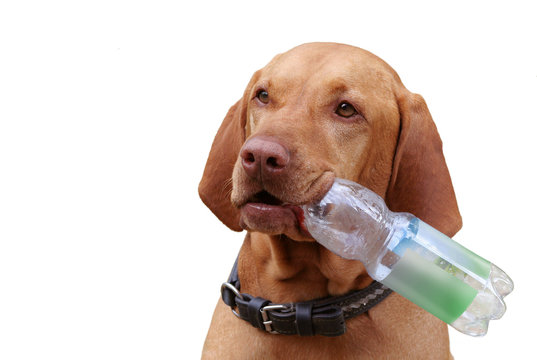 Portrait Magyar Vizsla Hund apportiert trägt Pfandflasche