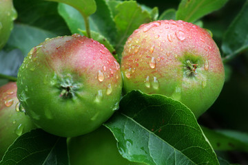 Äpfel im Regen
