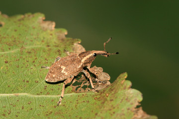 Obraz premium weevil