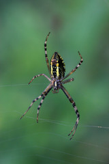 spider