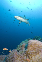 Sharks swims over coral reef