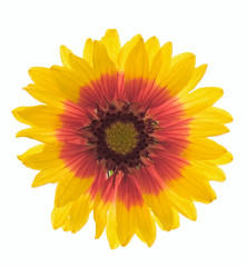 gaillardia