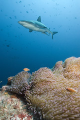 Obraz premium A Grey Reef Shark cruises over coral reef with Anemone and tropical fish