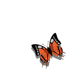 Fototapeta na wymiar Butterfly on paper 05