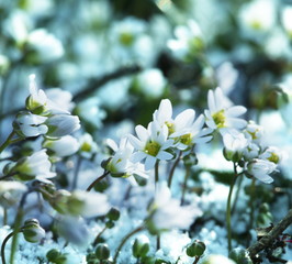 Spring flower