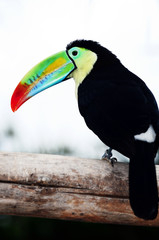 Toco Toucans