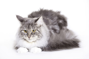 Cat, Maine coon