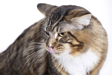 Cat, tongue out, Main coon