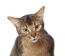 Abyssinian cat on a white background