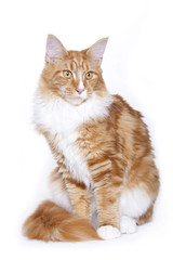 Red Cat, Maine coon