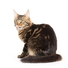 Cat, tongue out, Main coon