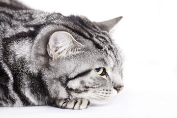 Cat, British Shorthair