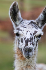 リャマのポートレート