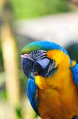 ルリコンゴウインコ