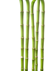 Fototapeta na wymiar bamboo wyizolowanych