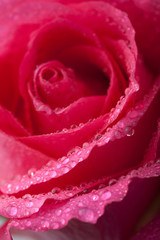 beautiful pink rose with water droplets