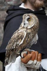 long-eared owl on man's hand