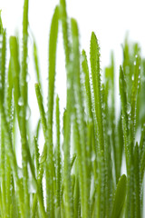Fototapeta na wymiar fresh wet grass background isolated
