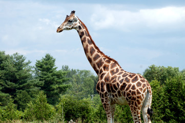 Giraffe in forest