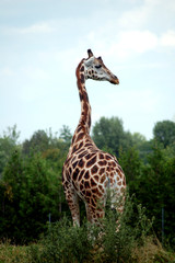 Obraz premium Giraffe in forest