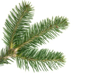 Abies lasiocarpa on white background