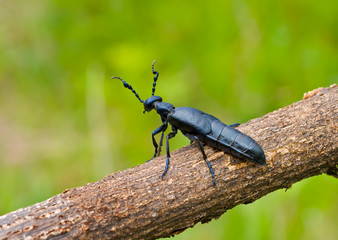 Beetle (Meloe sp. violatus) 3