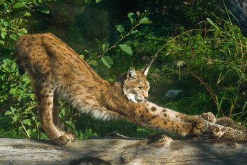 Gähnender Luchs