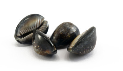 shell