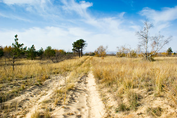 Fototapeta premium dirt road in the forest